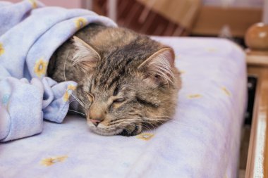 kedi yatakta yatıyor.