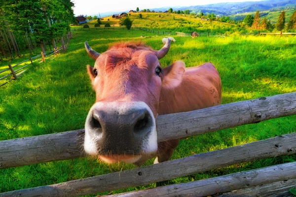 Vaca em pasto verde — Fotografia de Stock