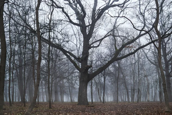 Foggy Skog Med Gamla Stora Träd — Stockfoto