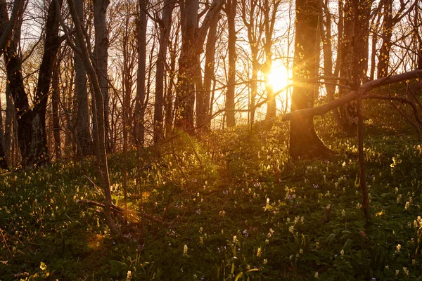 Όμορφες Ακτίνες Του Ήλιου Αυγή Μέσα Από Κλαδιά Των Δέντρων — Φωτογραφία Αρχείου