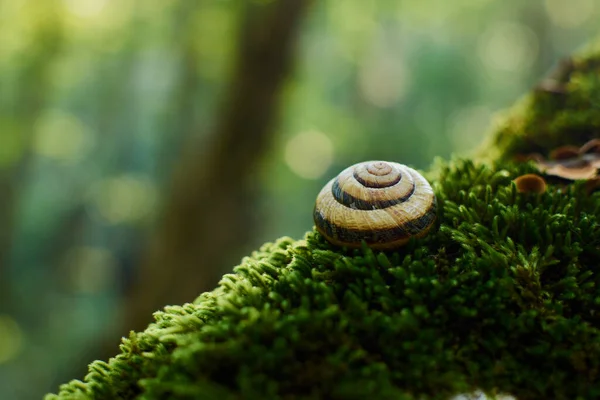 貝の苔の上のブドウカタツムリ — ストック写真