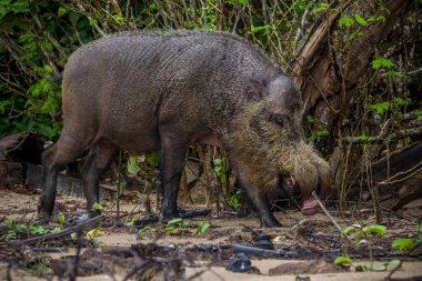 Borneo, Malezya 'daki Bako Milli Parkı' nda sakallı bir domuz.