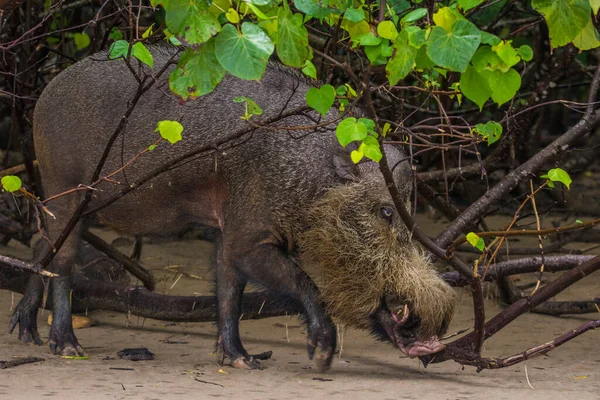 Борнеанская Бородатая Свинья Национальном Парке Бако Борнео Малайзия — стоковое фото