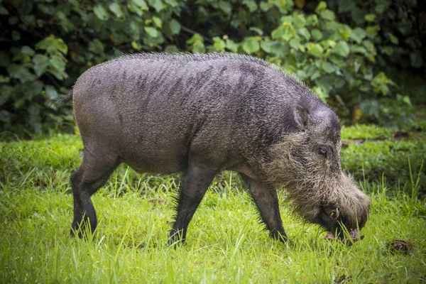 Borneanisches Bartschwein Bako Nationalpark Borneo Malaysia — Stockfoto