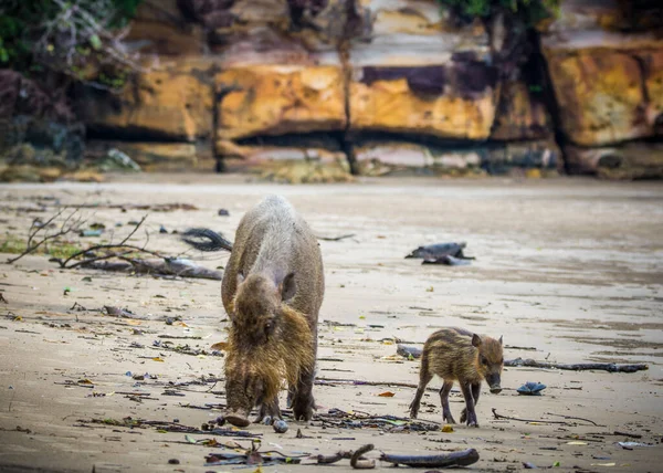 Cerdo Barbudo Borneano Parque Nacional Bako Borneo Malasia — Foto de Stock