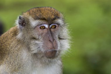 Bako, Borneo 'daki yağmur ormanlarında uzun kuyruk (Yengeç Yeme) Macaque Maymun