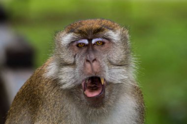 Bako, Borneo 'daki yağmur ormanlarında uzun kuyruk (Yengeç Yeme) Macaque Maymun