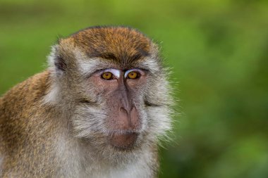 Bako, Borneo 'daki yağmur ormanlarında uzun kuyruk (Yengeç Yeme) Macaque Maymun