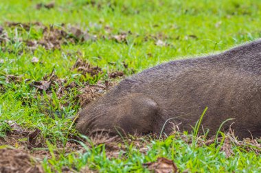 Borneo Bako Park, Malezya 'da sakallı domuz