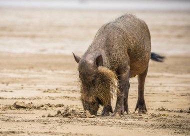 Borneo Bako Park, Malezya 'da sakallı domuz
