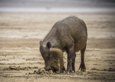 Borneo Bako Park, Malezya 'da sakallı domuz