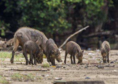 Borneo Bako Park, Malezya 'da sakallı domuz