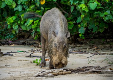 Borneo Bako Park, Malezya 'da sakallı domuz