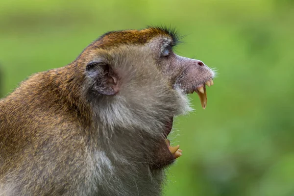 Cola Larga Comer Cangrejo Mono Macaco Selva Tropical Bako Borneo —  Fotos de Stock