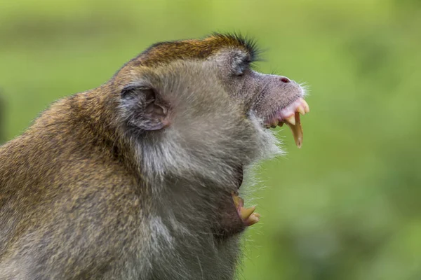 Långstjärt Krabba Äta Macaque Monkey Regnskogen Bako Borneo — Stockfoto
