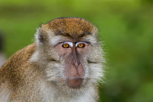 Long Tail Crab Eating Macaque Πίθηκος Στο Τροπικό Δάσος Στο — Φωτογραφία Αρχείου