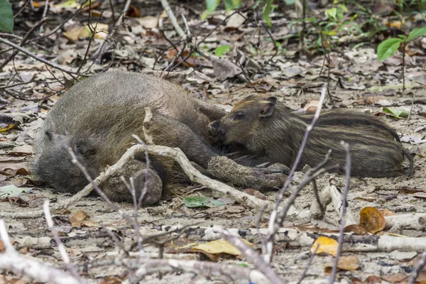 Borneo Bako Park Malezya Sakallı Domuz — Stok fotoğraf