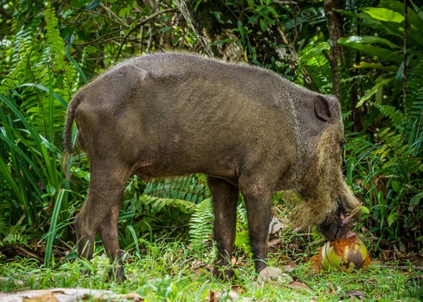 Berjenggot Babi Borneo Bako Park Malaysia — Stok Foto