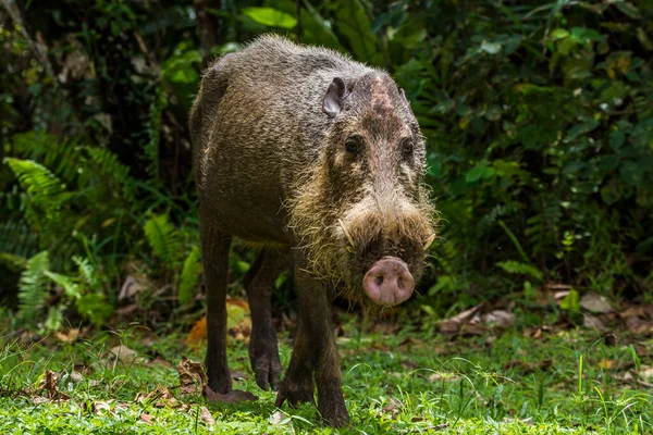 Bearded Pig Borneo Bako Park Malaysia — Stock Photo, Image