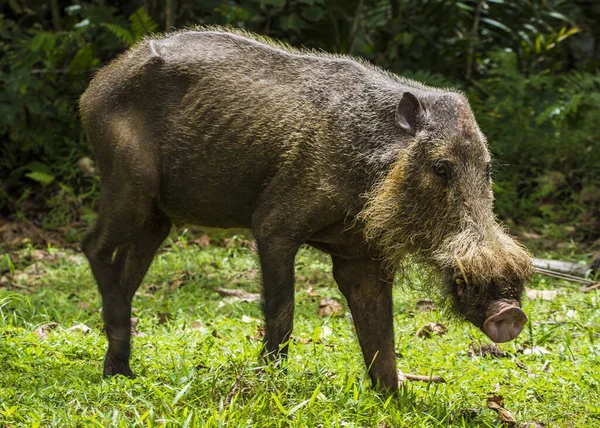 Bearded Pig Borneo Bako Park Malaysia Stock Picture