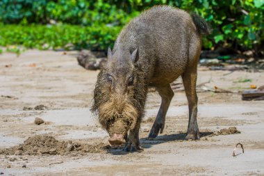 Borneo Bako Park, Malezya 'da sakallı domuz