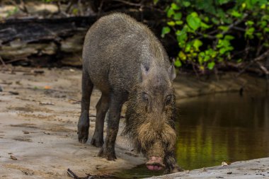 Borneo Bako Park, Malezya 'da sakallı domuz