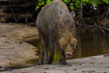 Borneo Bako Park, Malezya 'da sakallı domuz