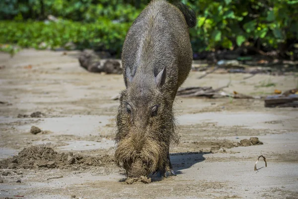 Bartschwein Park Von Borneo Bako Malaysia — Stockfoto