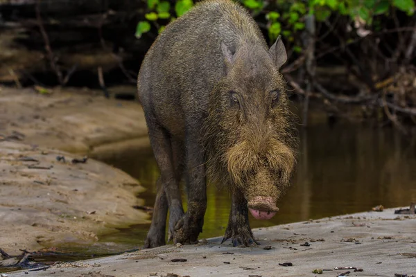 Bartschwein Park Von Borneo Bako Malaysia — Stockfoto