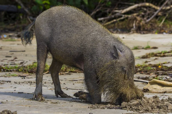 Borneo Bako Park, Malezya 'da sakallı domuz