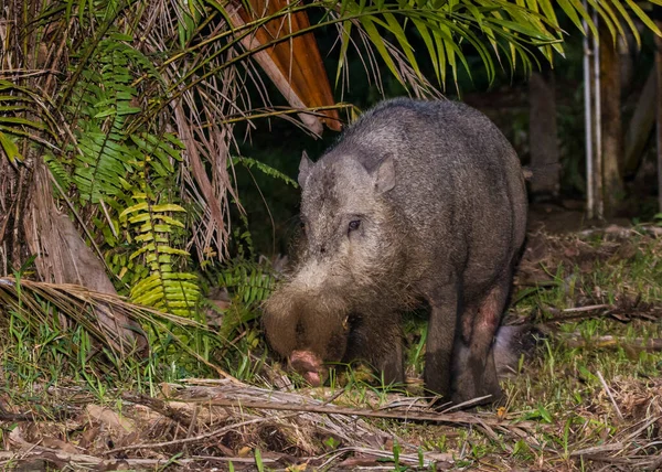 Бородатая Свинья Парке Борнео Бако Малайзия — стоковое фото