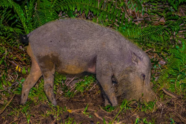 Bartschwein Park Von Borneo Bako Malaysia — Stockfoto