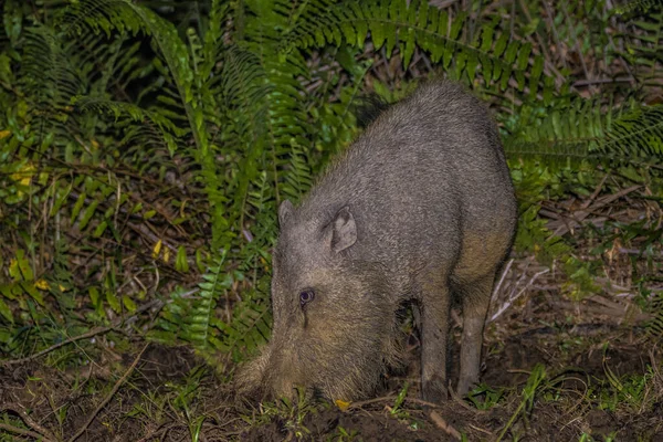 Cerdo Barbudo Parque Bako Borneo Malasia — Foto de Stock