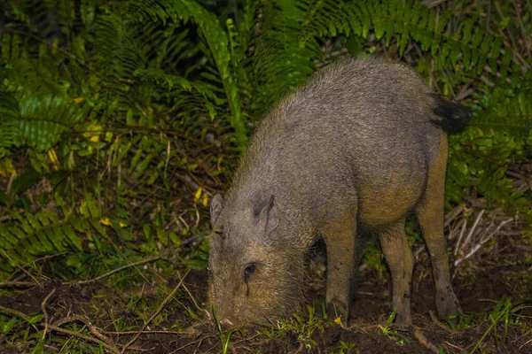 马来西亚婆罗洲柏科公园的大胡子猪 — 图库照片