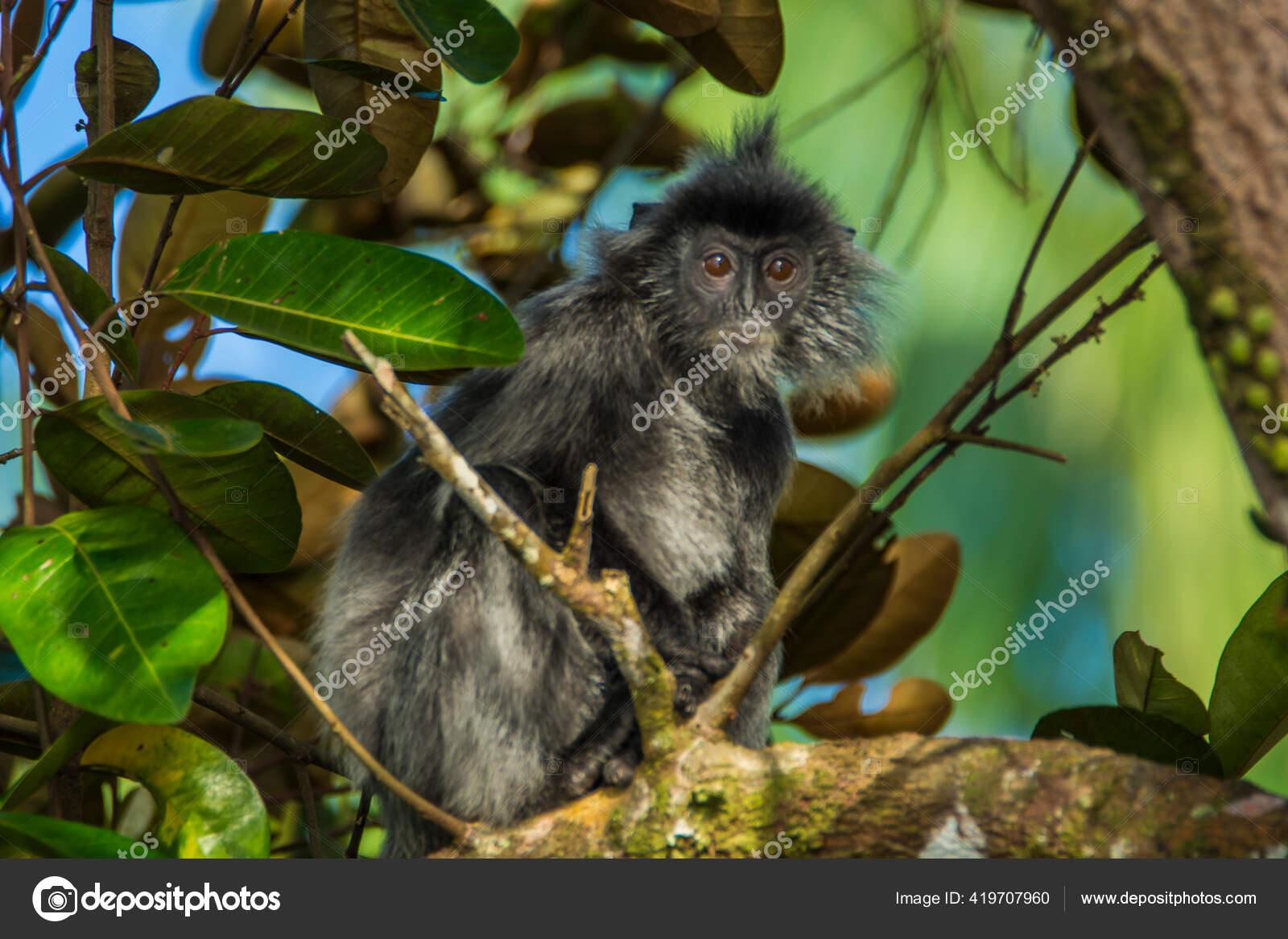 Mono de hoja plateada en el Parque Nacional de Bako, Borneo — Foto - Main Image