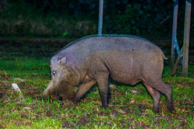 Borneo Bako Park, Malezya 'da sakallı domuz