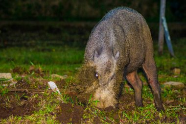 Borneo Bako Park, Malezya 'da sakallı domuz