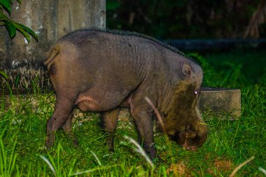 Borneo Bako Park, Malezya 'da sakallı domuz