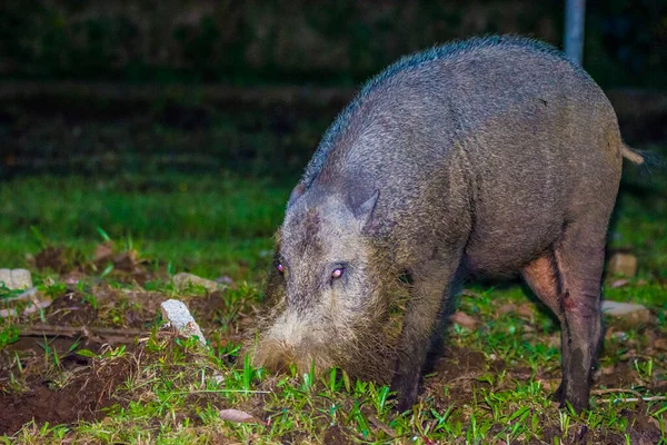 Cerdo Barbudo Parque Bako Borneo Malasia — Foto de Stock