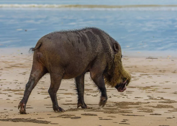 Baard varken in Borneo Bako nationaal park Maleisië. — Stockfoto