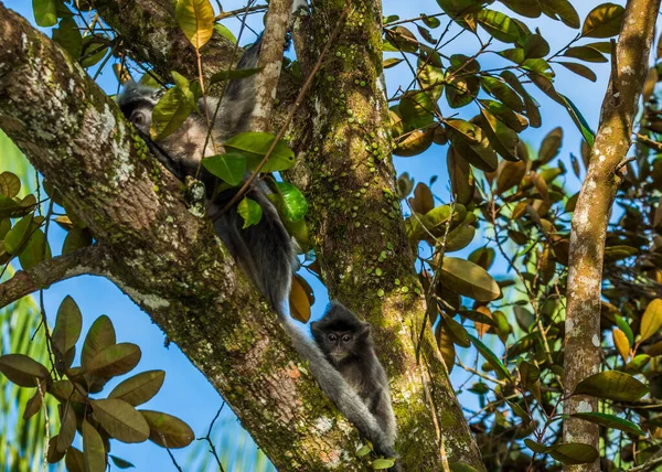 Silvered leaf monkey inBako national park, Borneo — Stock Photo, Image