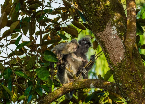 Silvered leaf monkey inBako national park, Borneo — Stock Photo, Image