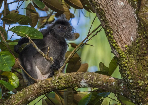 Αργυρόφυλλη μαϊμού στο εθνικό πάρκο Bako, Βόρνεο — Φωτογραφία Αρχείου
