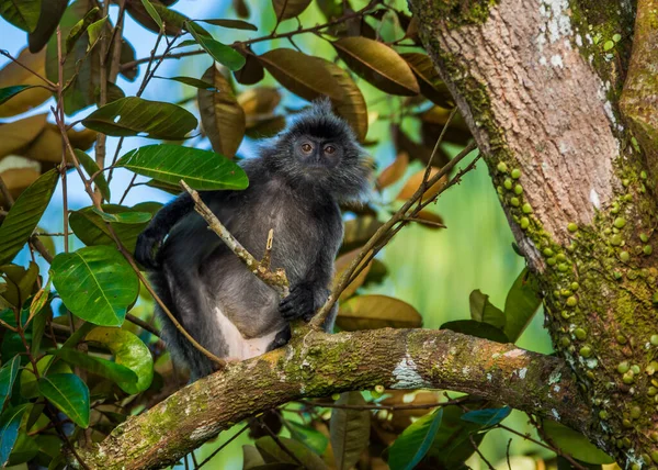 Silvered leaf monkey inBako national park, Borneo — Stock Photo, Image