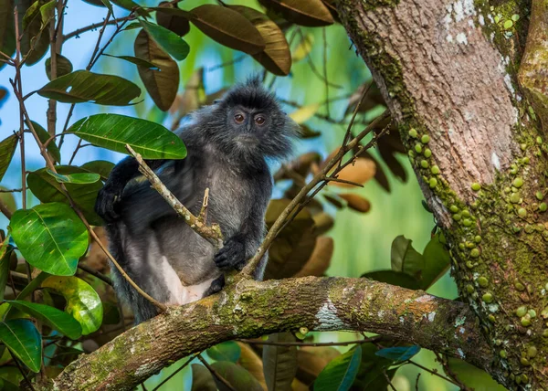 Mono de hoja plateada en el Parque Nacional de Bako, Borneo — Foto de Stock