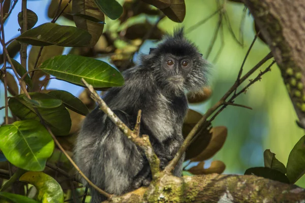 Silvered leaf monkey inBako national park, Borneo — Stock Photo, Image