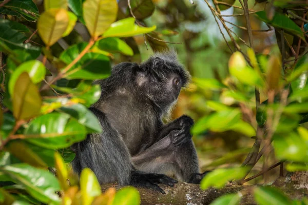 Silvered leaf monkey inBako national park, Borneo — Stock Photo, Image