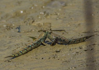 Borneo 'da Benekli Çamur Sıçrayanlar (Periophthalmus walailakae).