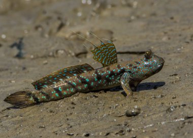 Borneo 'da Benekli Çamur Sıçrayanlar (Periophthalmus walailakae).