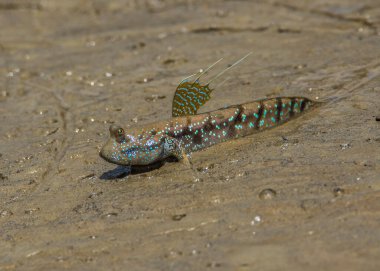 Borneo 'da Benekli Çamur Sıçrayanlar (Periophthalmus walailakae).